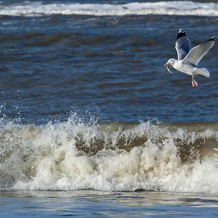 Apartmán Appartementhaus Bracht - Kleine Brise *